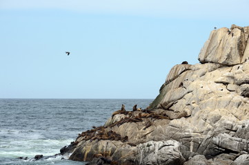 Fototapeta na wymiar A rookery of southern sea lions in Vina del Mar.