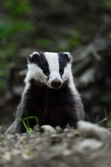European badger (Meles meles) portrait in forest
