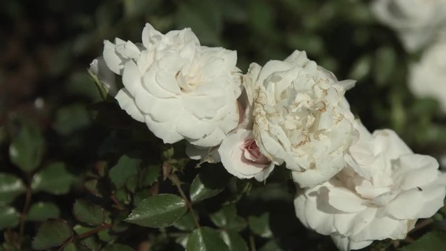 Rosa bianca