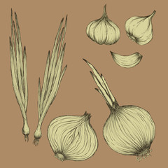 onions bulbs and garlic in white on beige background vector