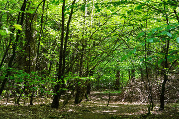 Fototapeta na wymiar Looking through the trees in an English wood