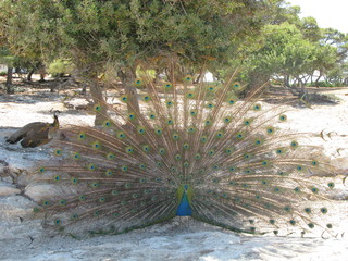 Pavone blu durante il corteggiamento
