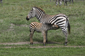 Fototapeta na wymiar Zebra med föl i Ngorongoro