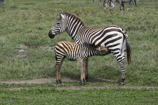 Zebra med f&ouml;l i Ngorongoro