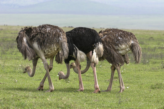  Strutsar i Ngorongoro 