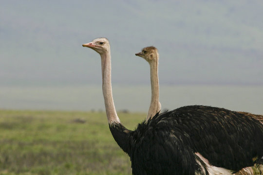  Strutsar i Ngorongoro 