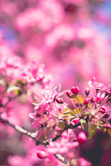 Blossom with Soft focus