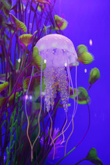Obraz premium jellyfish