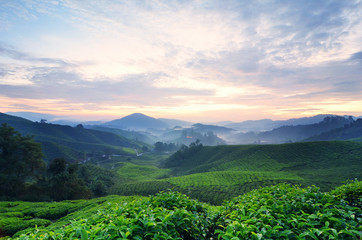 Beautiful morning scenery of Cameron Highland Tea Plantation,, Malaysia with red and yellow sky light.