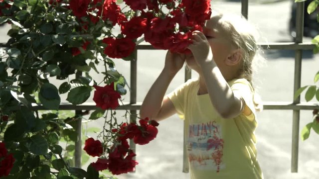 Piccola bambina bionda odora rose a Roma, Italia, Europa