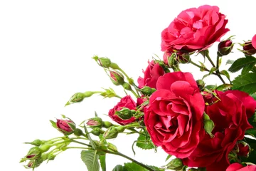 Zelfklevend Fotobehang Rozen Climbing rose