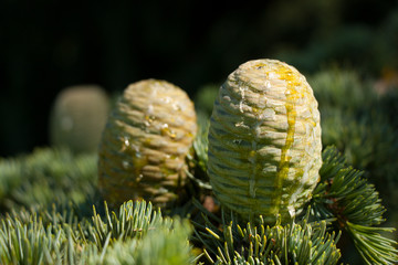 spring male strobile with resin © alusovna