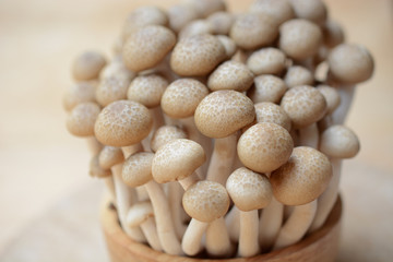 brown shimeji mushrooms or enokitake mushrooms in wooden bowl, fresh shimeji mushrooms