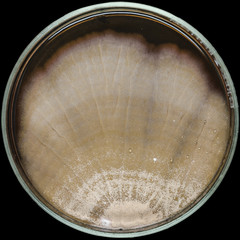 Brown mold contamination on agar plate (petri dish)