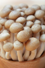 brown shimeji mushrooms or enokitake mushrooms in wooden bowl, fresh shimeji mushrooms