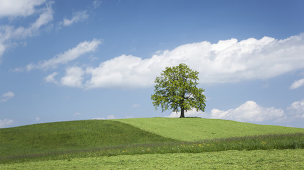 Fototapeta na wymiar lonely tree on a hill