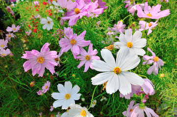 Obraz premium Cosmos flowers blooming in the garden