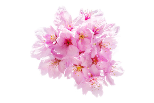 Sakura Flower Isolated/ Sakura Flower, Cherry Blossom, Japanese Flower Isolated on White Background