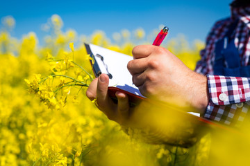 farmer inspect quality of canola field