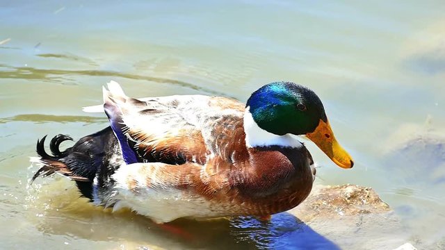 Ducks Swim on a Beautiful Natural Lake,Slow Motion Video Clip