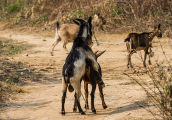 Goats breeding