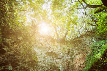 Fototapeta premium Mystery forest with entrance to the cave, sunlight landscape