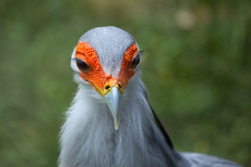 Secretary bird (Sagittarius serpentarius).