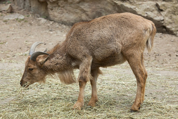 Barbary sheep (Ammotragus lervia).