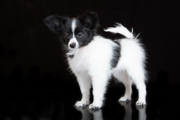 papillon puppy standing on white  © otsphoto