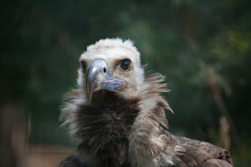 Cinereous vulture (Aegypius monachus).