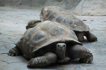 Santa Cruz Galapagos giant tortoise (Chelonoidis nigra porteri).