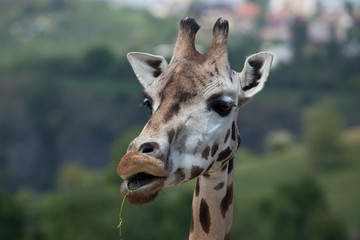 Rothschild's giraffe (Giraffa camelopardalis rothschildi).