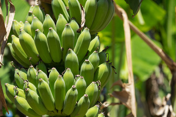 Organic banana bunch on tree