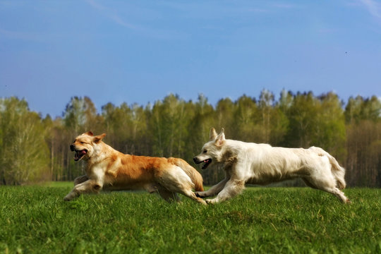 two dogs Golden Retriever fun run