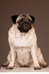 Obraz premium Sitting dog