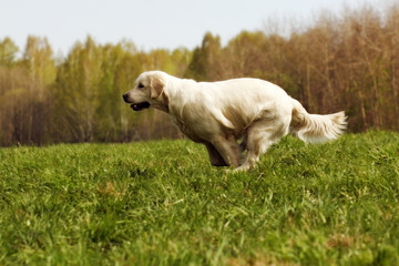 dog Golden Retriever runs