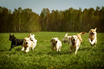 Fototapeten large group of dogs Golden retrievers running © Anna Goroshnikova