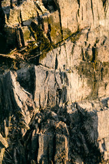 Close up of the bark of palm tree surface texture 