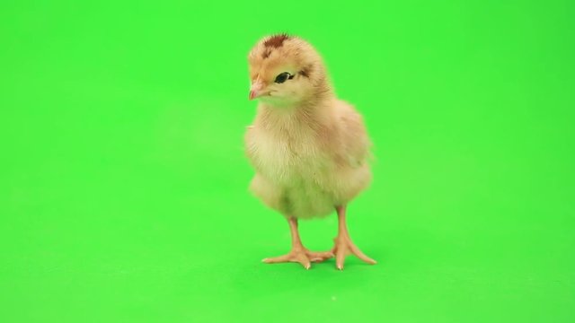 chicken on the green screen