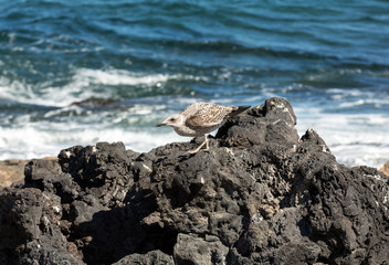 European Herring Gull, Larus argentatus