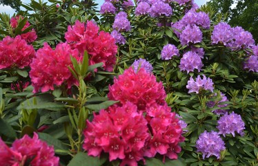 Rhodedendron