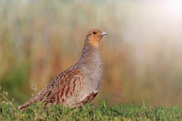 Grey partridge in a beautiful sunlight with sunny hotspot