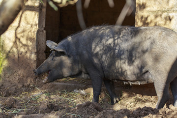 Fototapeta premium Black Iberian sow is eating a potato. Breeding pigs in organic livestock