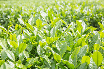 新茶の茶葉