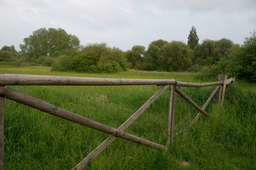 Fototapeta premium Grasboden