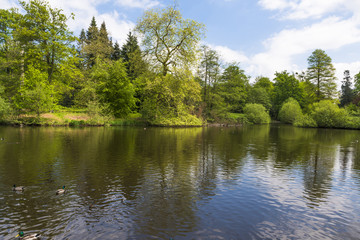 Fototapeta na wymiar A lake in Virginia Water Park in Surrey, UK