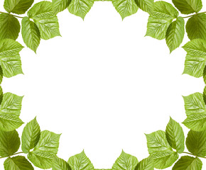 frame of raspberry leaves. isolated on white background