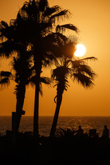 view on sunset behind palm trees