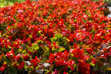 Flowers in greenhouse in spring