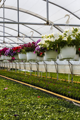 Flowers in greenhouse in spring